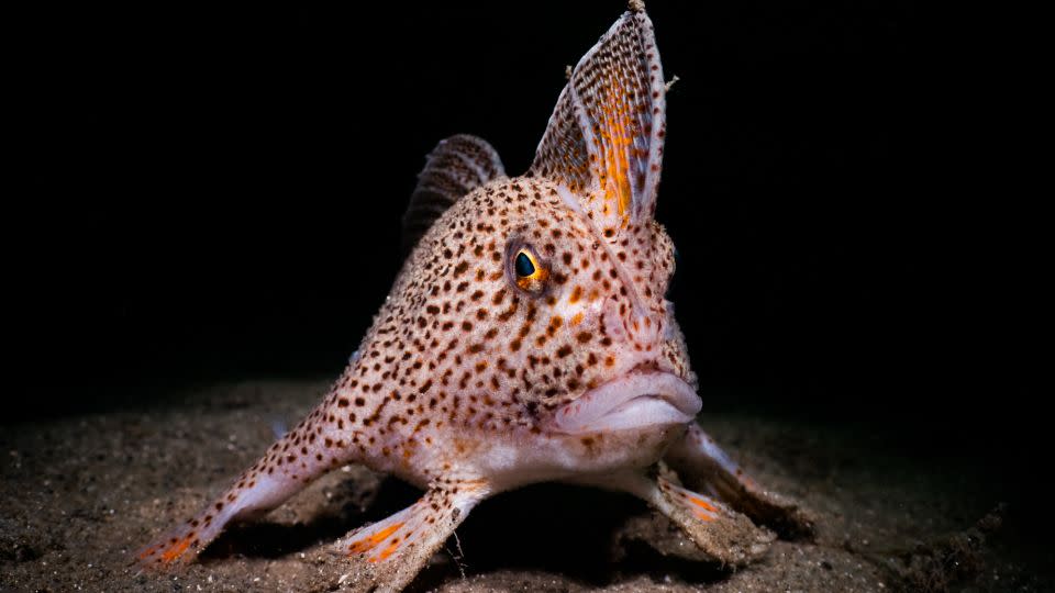 There are fewer than 3,000 spotted handfish remaining in the wild. - Nicolas REMY