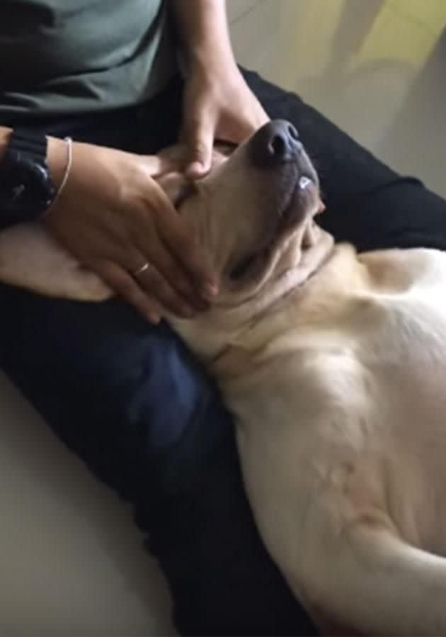 Toto the two-year-old dog looks like he's melting as he a massage. Photo: YouTube