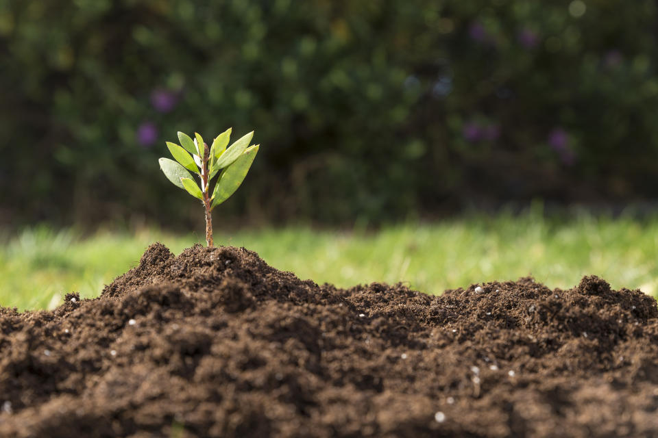 <p>Mezclado con fertilizante, el café es un abono ideal para las plantas y, además, ahuyenta a los insectos. ¿Lo has probado? (Foto: Freepik / <a rel="nofollow noopener" href="http://www.freepik.es/foto-gratis/escena-fantastica-planta-bonita_1077711.htm" target="_blank" data-ylk="slk:freepik;elm:context_link;itc:0;sec:content-canvas" class="link ">freepik</a>). </p>