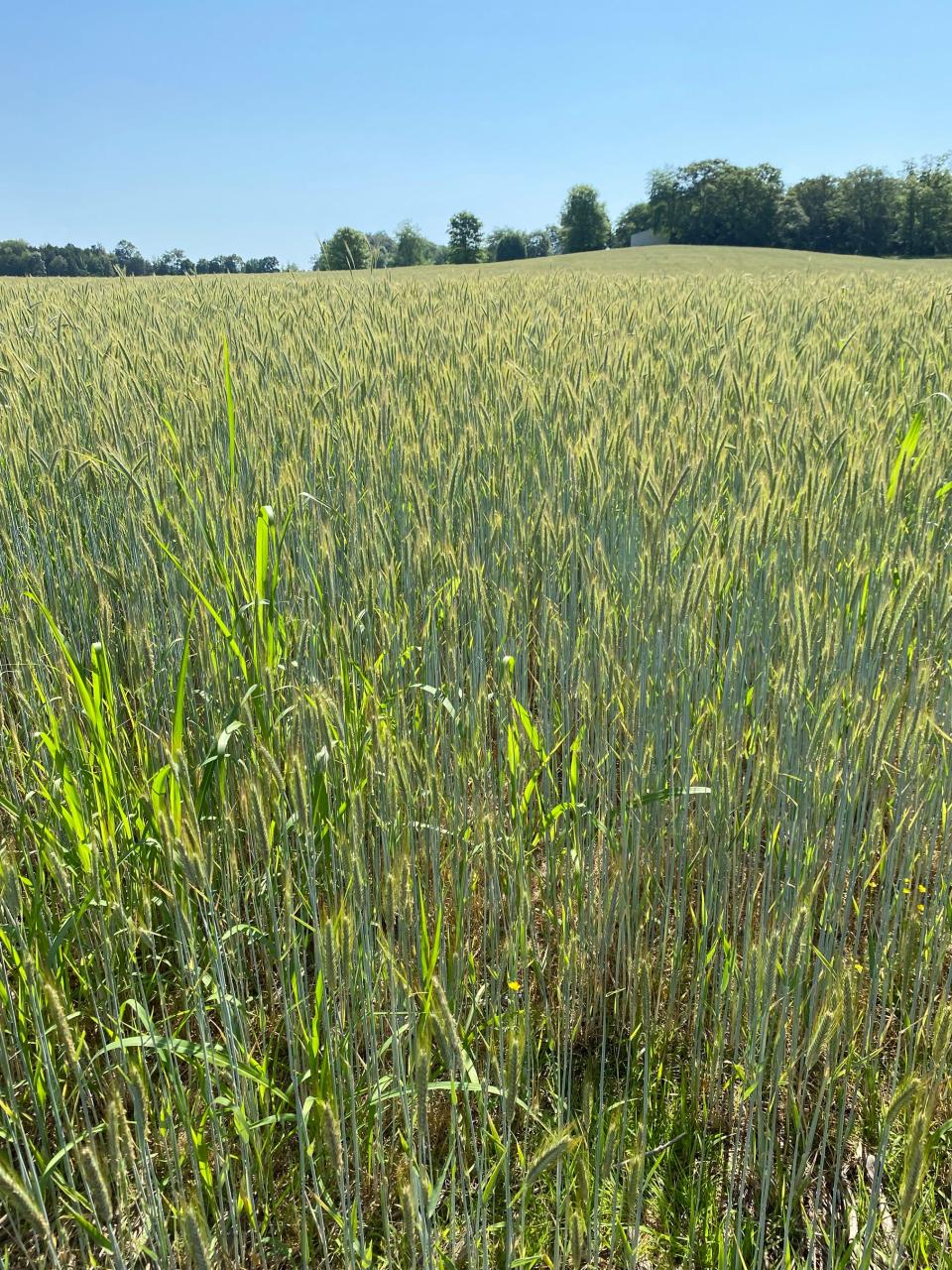 In an ongoing effort to bring the production of rye grain back to Kentucky, Woodford Reserve has announced a five-year commitment to purchasing the grain from local farmers while working with the University of Kentucky to conduct research.