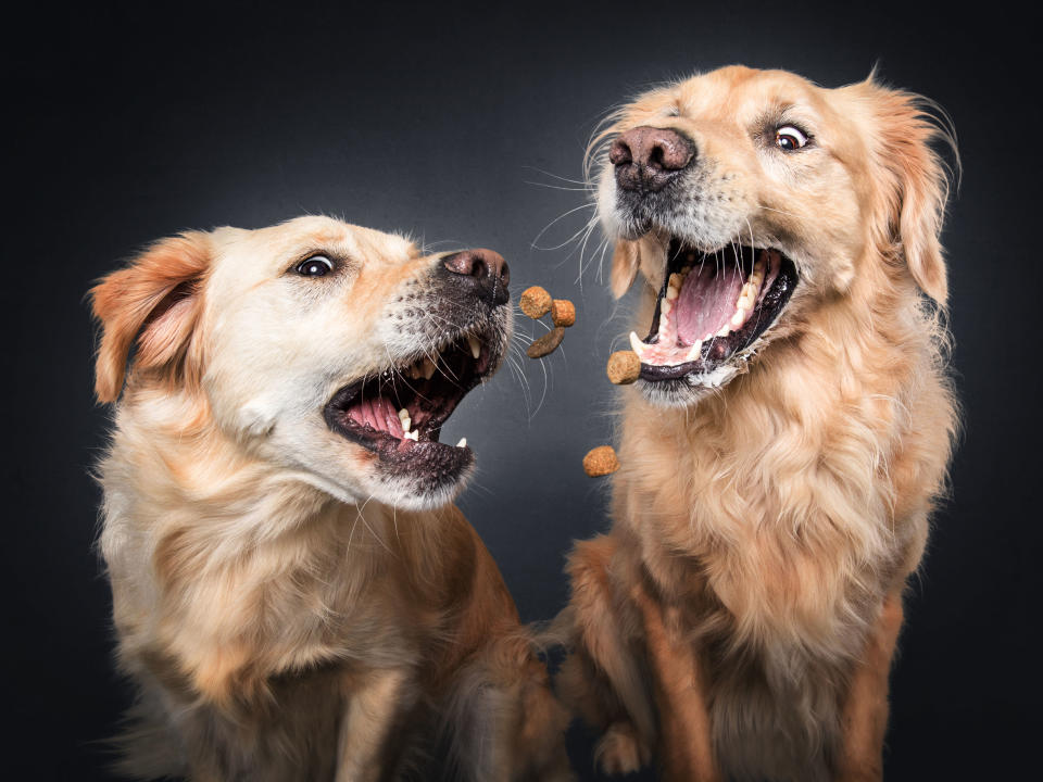 Golden Retrievers