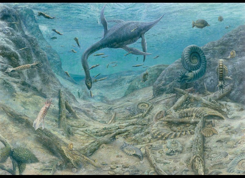 Ammonites, so called after the Egyptian god Ammon, were carnivorous squidlike animals that could be over 3 feet in diameter. Here, several ammonites decay on the sea floor.  Material: Gouache, 2011.   Based on a prepared slab in Ulster Museum. Courtesy of A. Cowap.