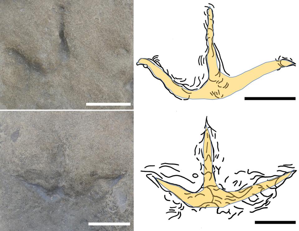 Two photos of fossil bird prints with diagrams adjacent, showing a clear outline of the tracks