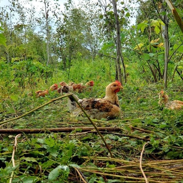 Chickens rest in the natural flora of the Hazelton region of northwest B.C. on Skeena Valley Farm. (Jennifer Bulleid/Skeena Watershed Coalition - image credit)