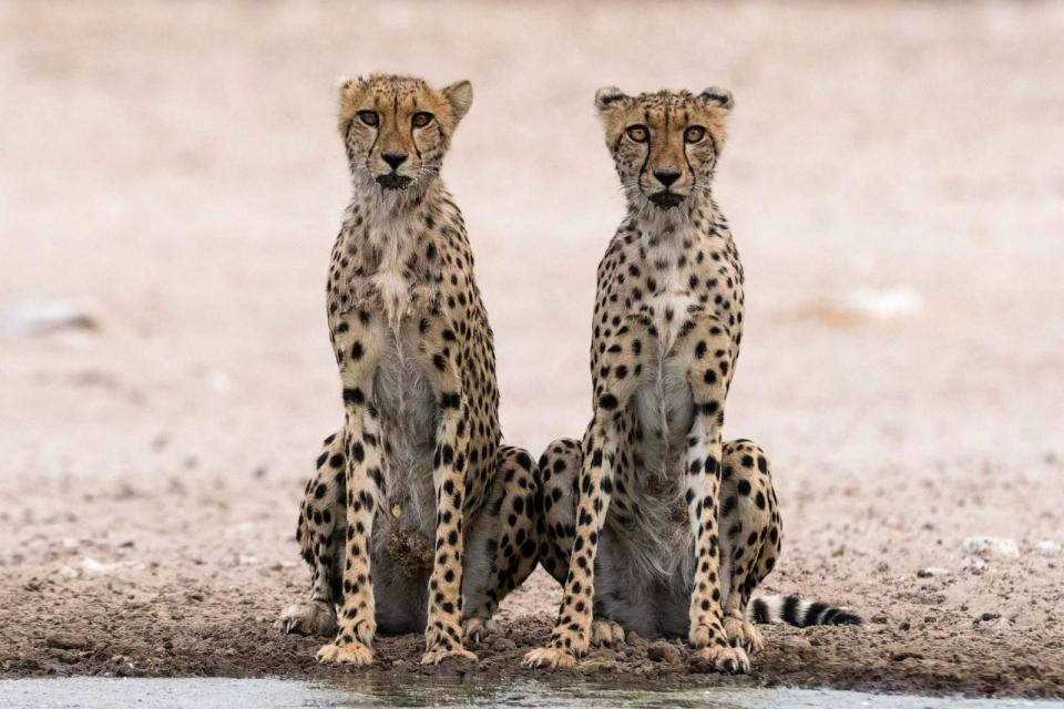 PHOTO: Two cheetahs at a waterhole. Kalahari, Botswana. (VW Pics/Universal Images Group via Getty Images)