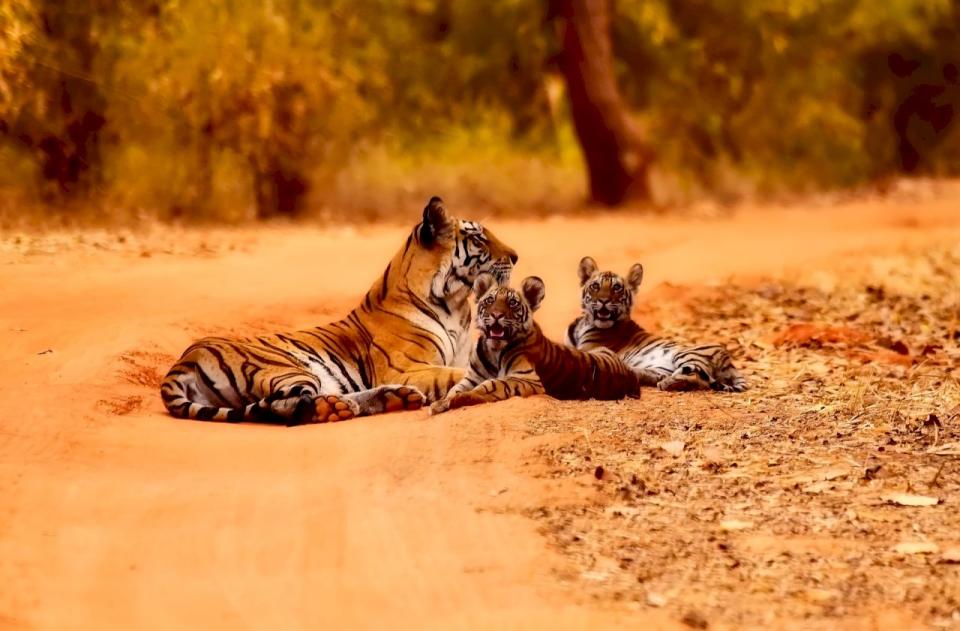 過去4年來，印度野生老虎的數量大幅增加了超過30%，升高了這種瀕危物種存活的希望。(示意圖 / 翻攝自Pixabay.com)