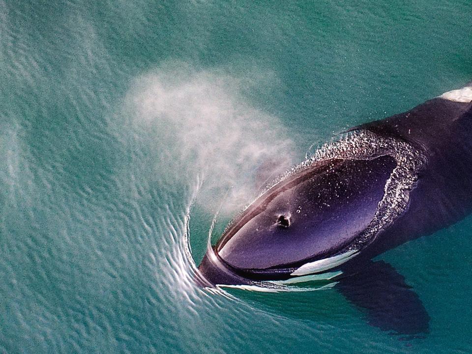 Even if orcas do not sink the boat during this kind of encounter, the experience can still be terrifying.