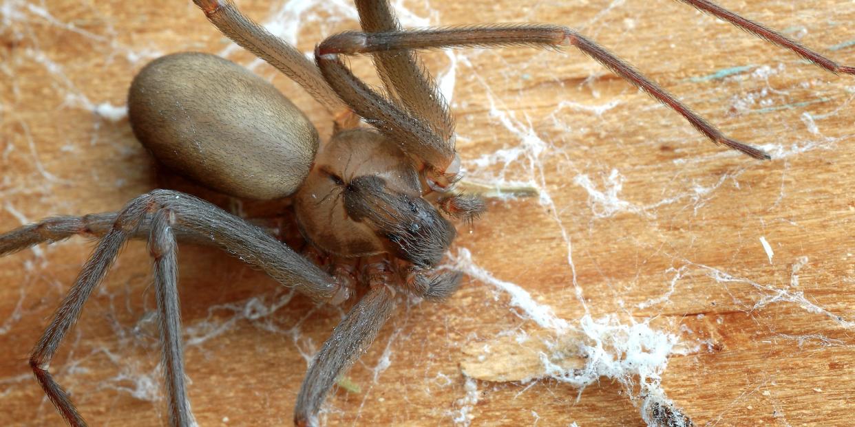 brown recluse spider