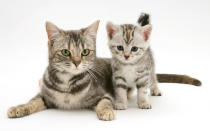 <p>Mother cat and smoke shorthair kitten. (Warren Photographic/Mercury Press) </p>