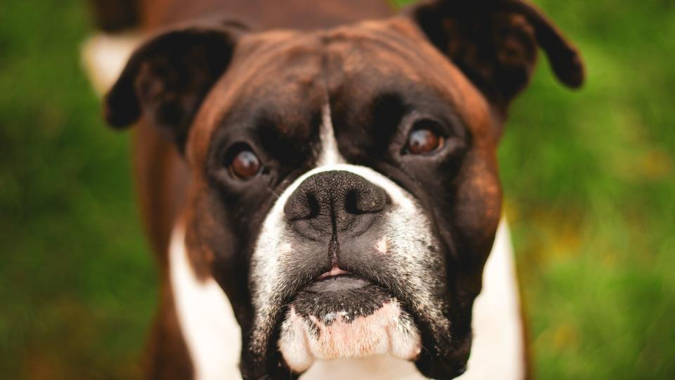 Boxer dog looking at camera