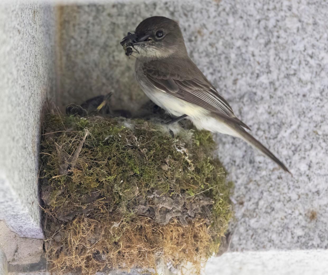 An Eastern Phoebe brings food to the brood at its nest on the Howald mausoleum.