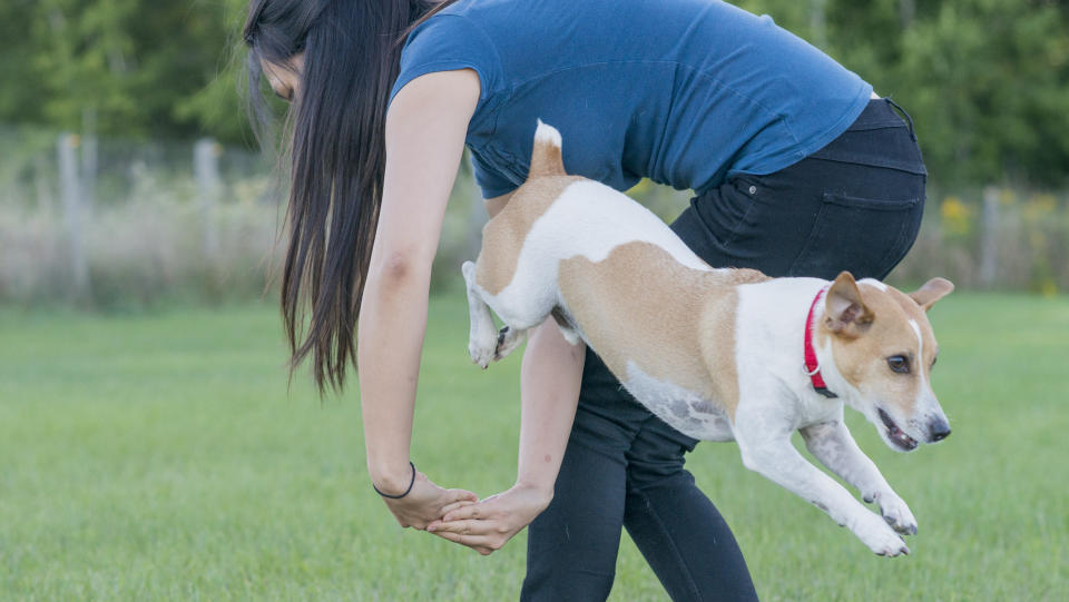 dog trick-jumping through owner's arms