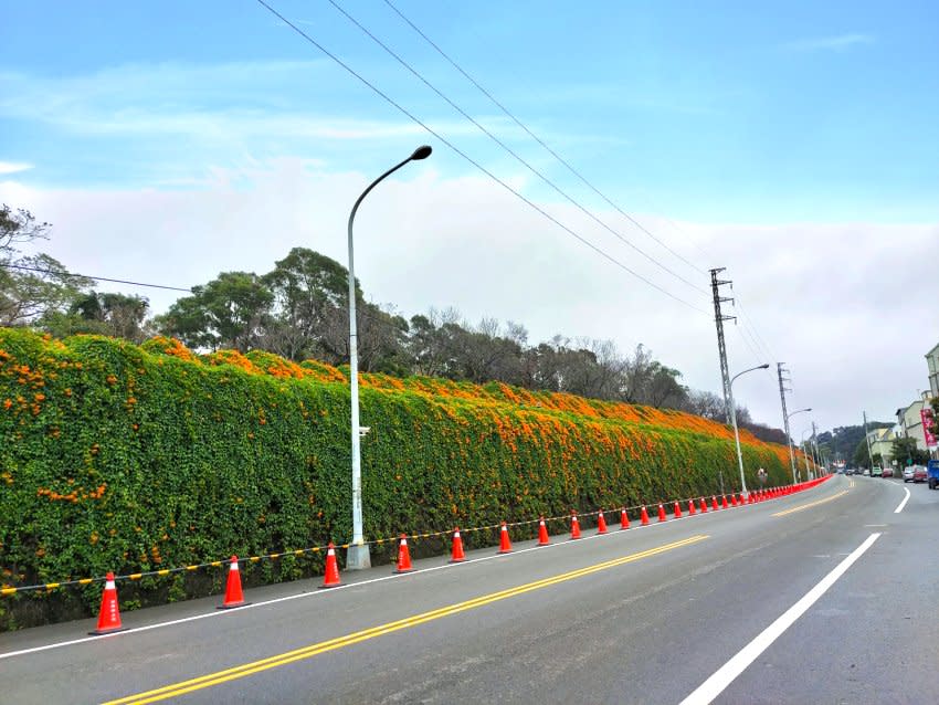 苗栗｜銅鑼炮仗花海公園