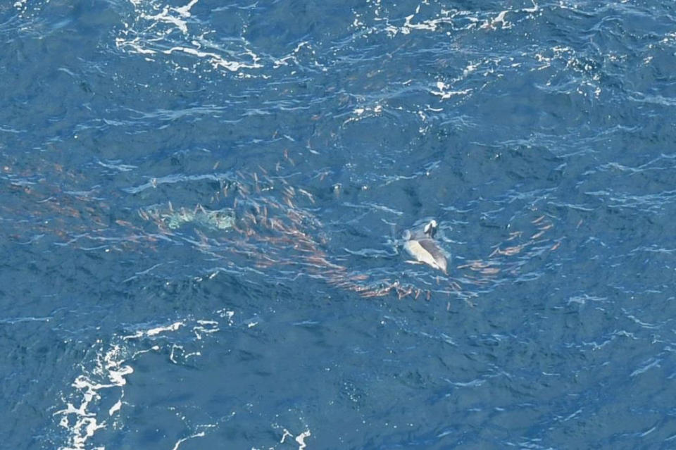 <p>Common dolphins hunting squid at surface in the monument. (Photo: New England Aquarium’s Anderson Center for Ocean Life aerial survey of Northeast Canyons and Seamounts Marine National Monument, July 2017) </p>