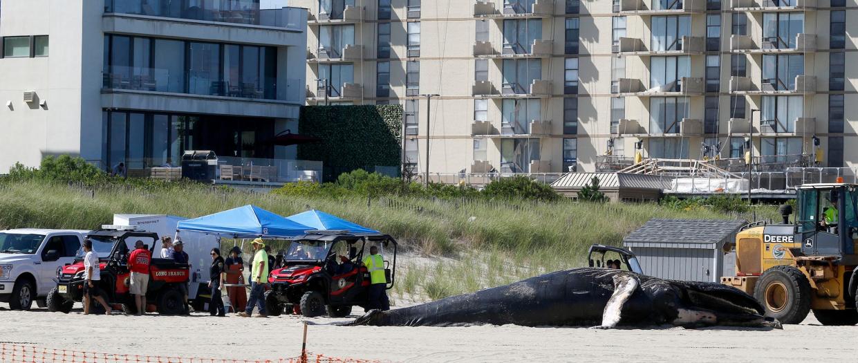 A Marine Mammal Stranding Center crew and local officials gather Sunday, August 13, 2023, behind a dead whale that washed ashore on Lake Takanassee beach in Long Branch.