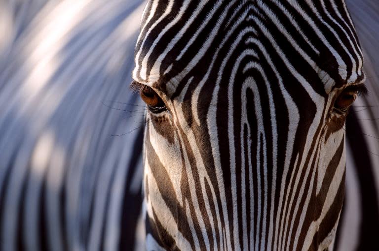 How the zebra earned its stripes