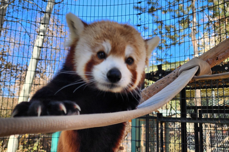 Pueblo Zoo announces passing of red panda, Scout