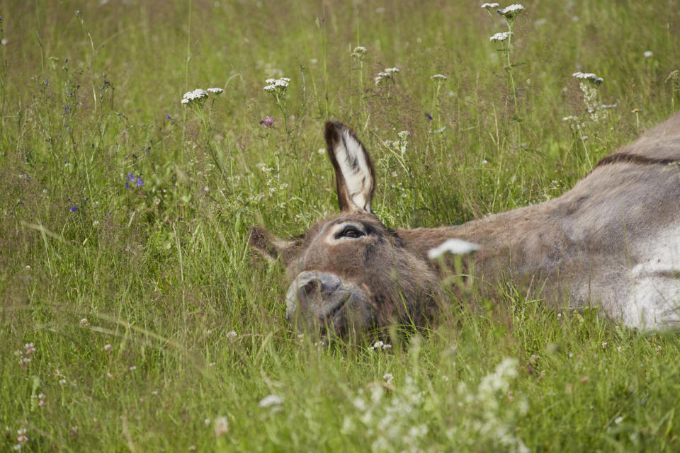 Donkey lying on meadow, Varmland, Sweden