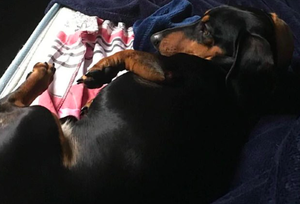 Dachshund Coco died following the attack at a park in Victoria, Australia