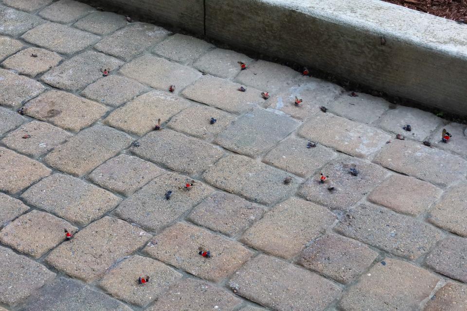 One of the quickest way to get rid of spotted lanternflies is squishing the insects or using pesticides. This collection of bugs in Monaca, Pennsylvania, was blown off of a nearby building with a leaf blower and sprayed with pesticides.