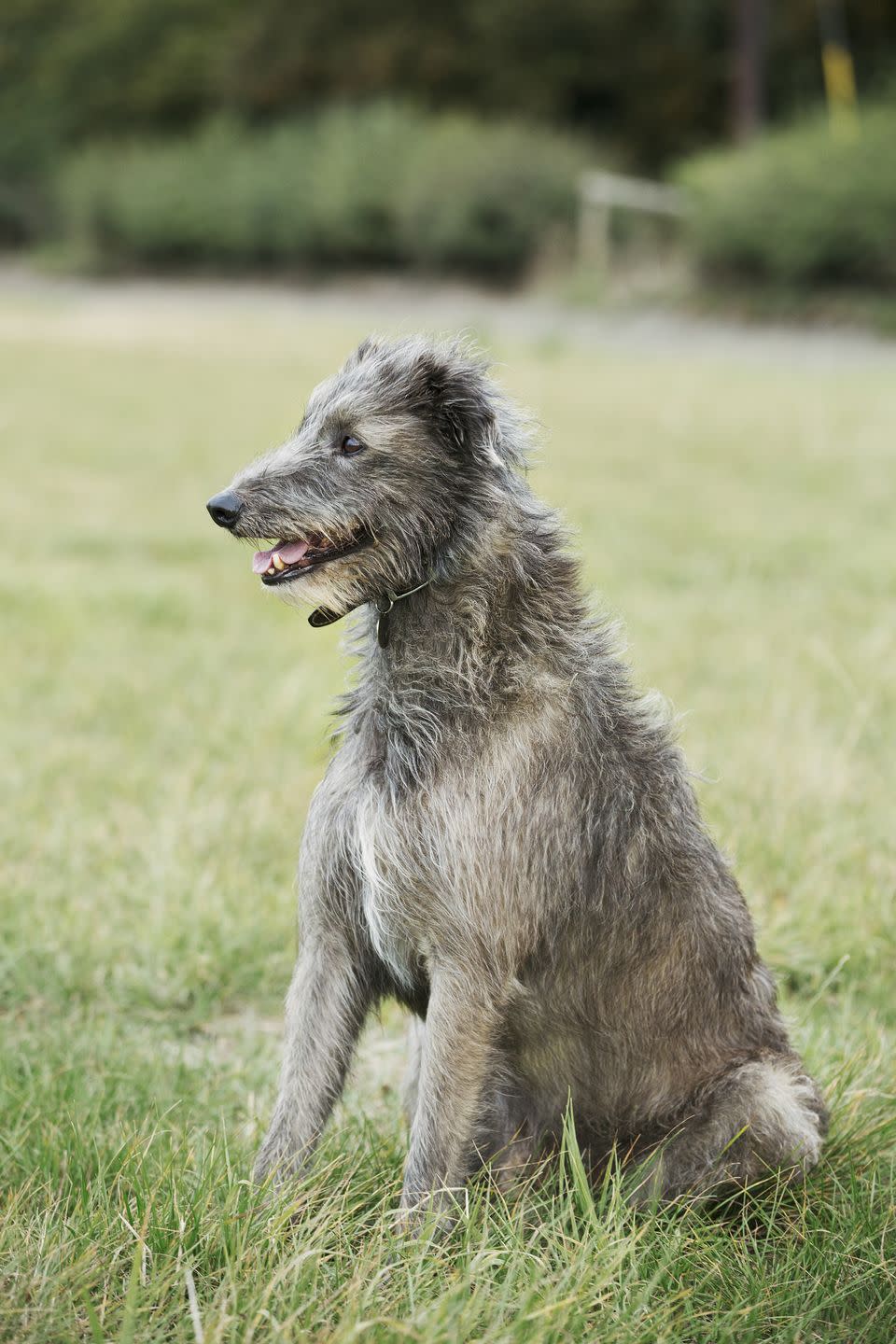 7) Scottish Deerhound