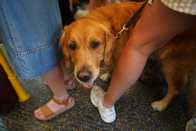 Eddie, a four-year-old golden retriever, tries to keep cool on a District line train in central London 