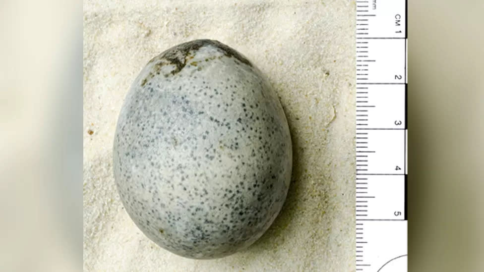 The egg was discovered in a dig between 2007 and 2016 (Oxford Archaeology)