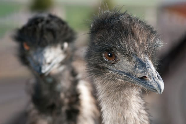 emu-tiktok-story.jpg - Credit: iStockphoto/Getty Images