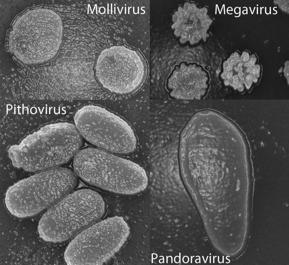 These scanning electron microscopy images show particles of the four families of giant viruses now known: from the largest, spanning 0.6 microns (Mollivirus) to the smallest, at 1.5 microns (pandoravirus).