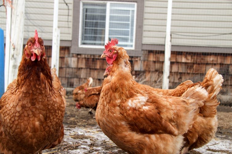 A picture of two domestic chickens, which are being kept in their owner's back garden.