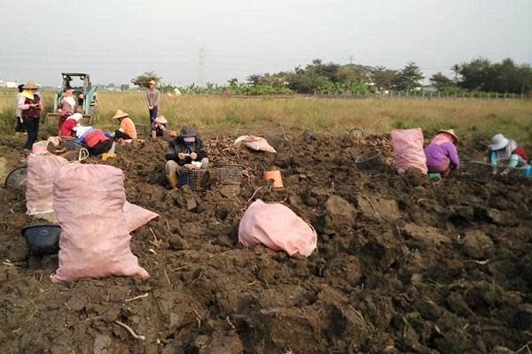 10月到翌年1月，台南白河田地裡，農友們辛苦採收埋在土裡的粉藕，加工製成蓮藕粉。