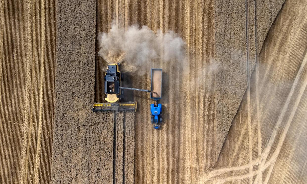 <span>A combine harvester at work in a wheat field in Essex in July 2023.</span><span>Photograph: Bloomberg/Getty Images</span>