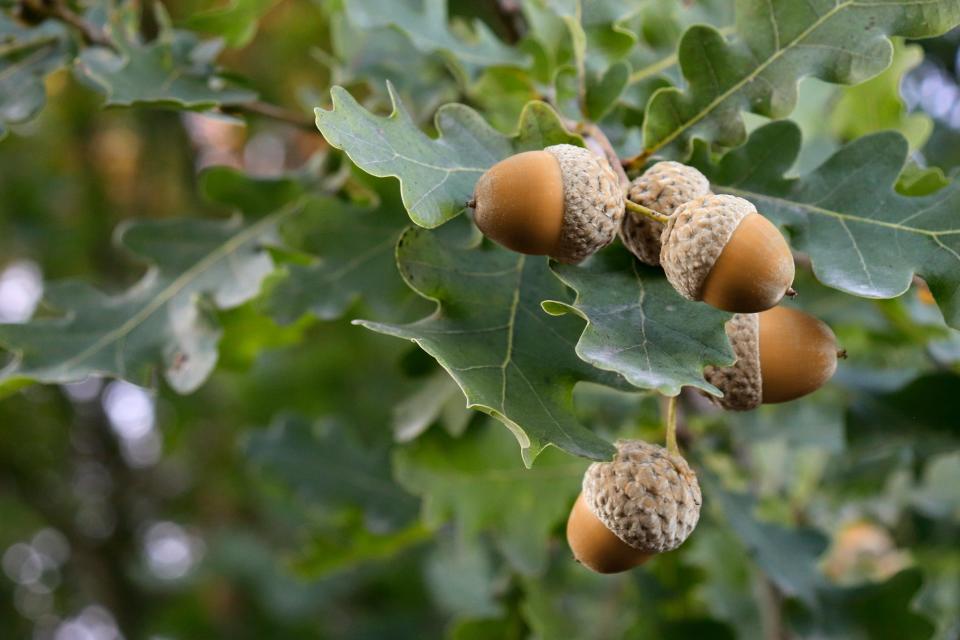 Acorns can be problematic for animals if ingested.