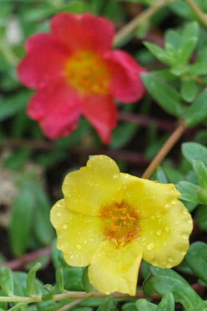 flowers of the moss rose portulaca grandiflora after the rain in a garden in the philippines