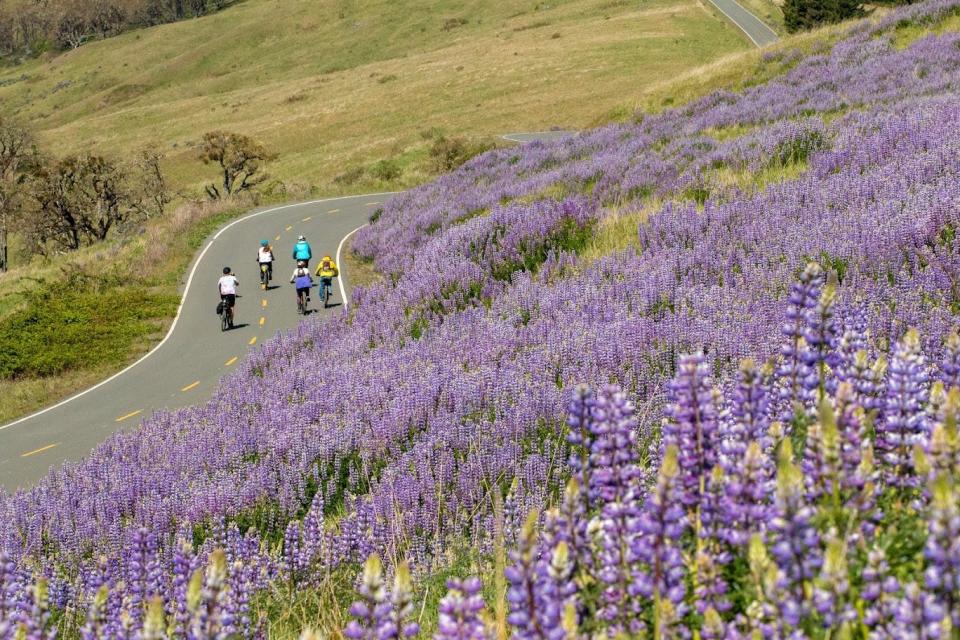 Lupine blanket Redwood's Bald Hills during the spring.