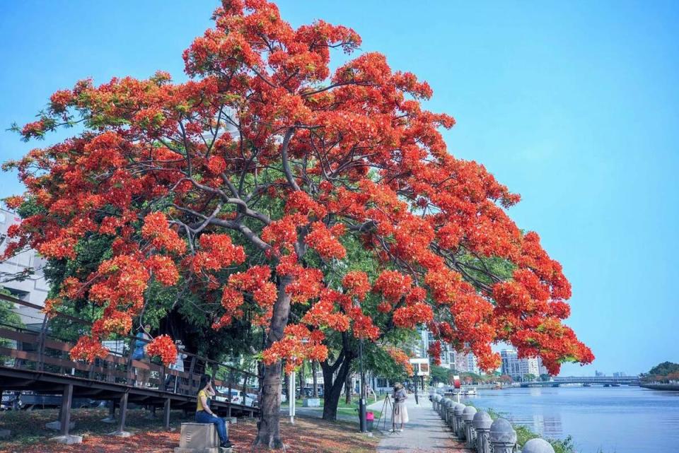 愛河沿岸盛開的鳳凰花。   圖：高雄市觀光局/提供