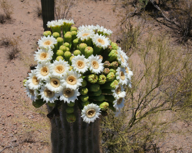 Saguaro cactus blossom, the Arizona state flower<p>iStock</p>