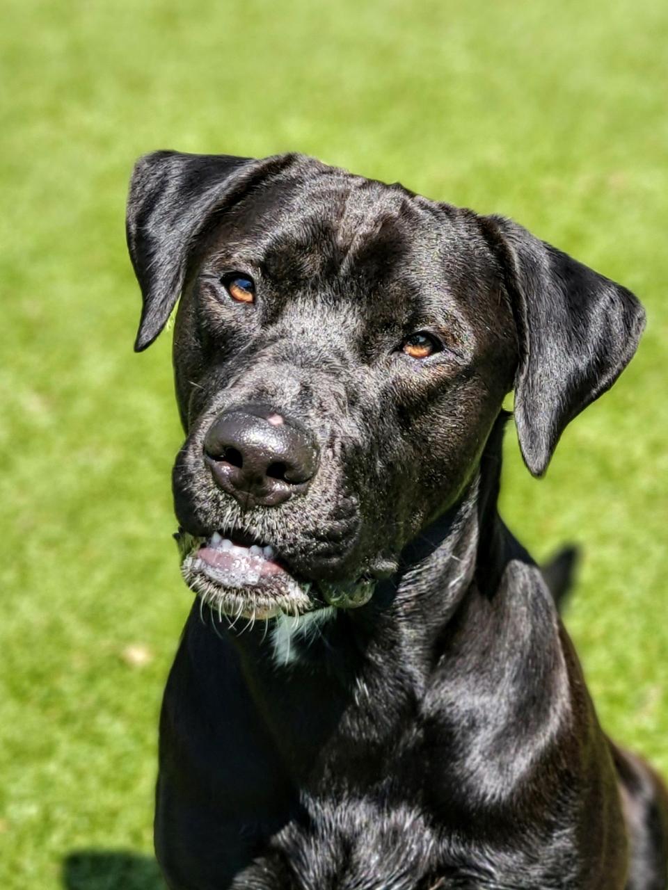 Niko is a big, beautiful black dog that loves to play in the yard with his buddies. He pulls a little on the leash but his manners are improving every day. He has a kind heart and would love to go home with you. To meet Niko, call 405-216-7615 or visit the Edmond Animal Shelter, 2424 Old Timbers Drive.