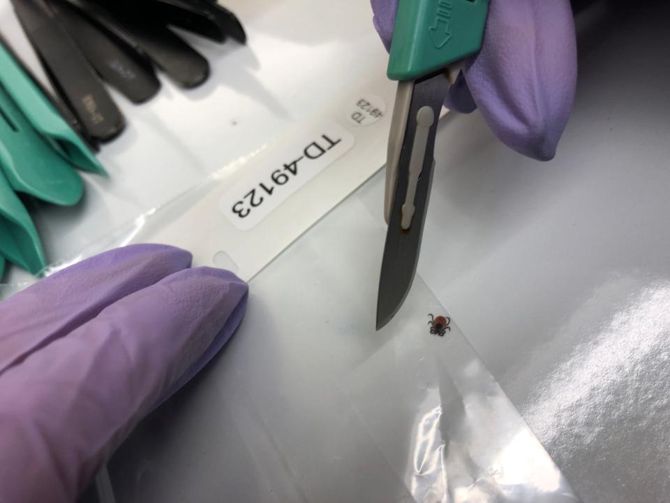 Faith Reash, a student worker at the Pennsylvania Tick Research Lab at East Stroudsburg University, prepares to cut open a tick on Thursday, April 28, 2022