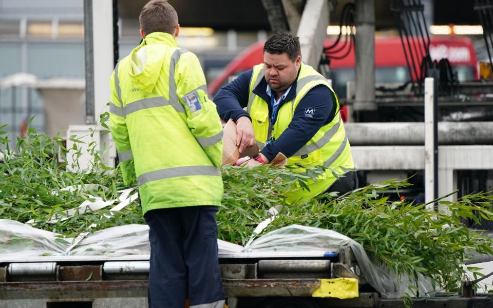 Bamboo being loaded onto the cargo plane at Edinburgh Airport as giant pandas Yang Guang and Tian Tian begin their journey back to China