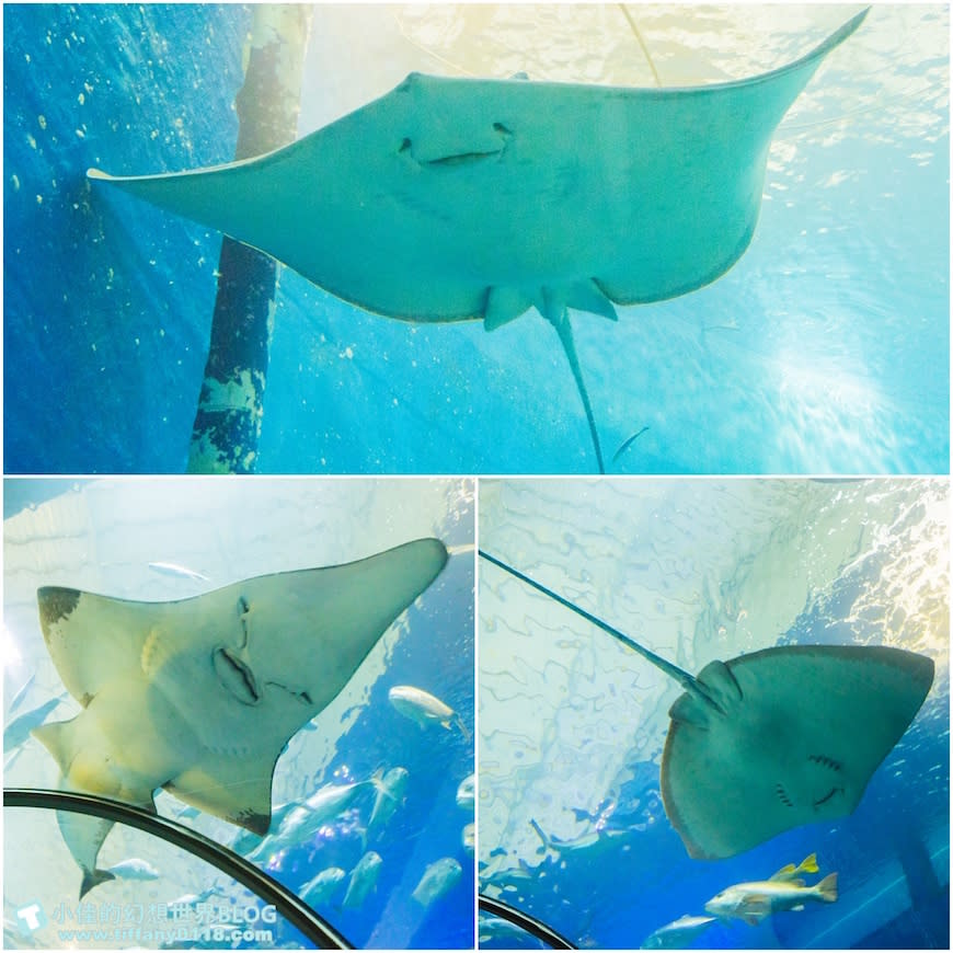 澎湖水族館