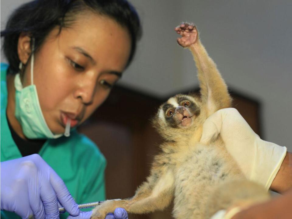 A Javan slow loris is given medical attention after being rescued (International Animal Rescue)