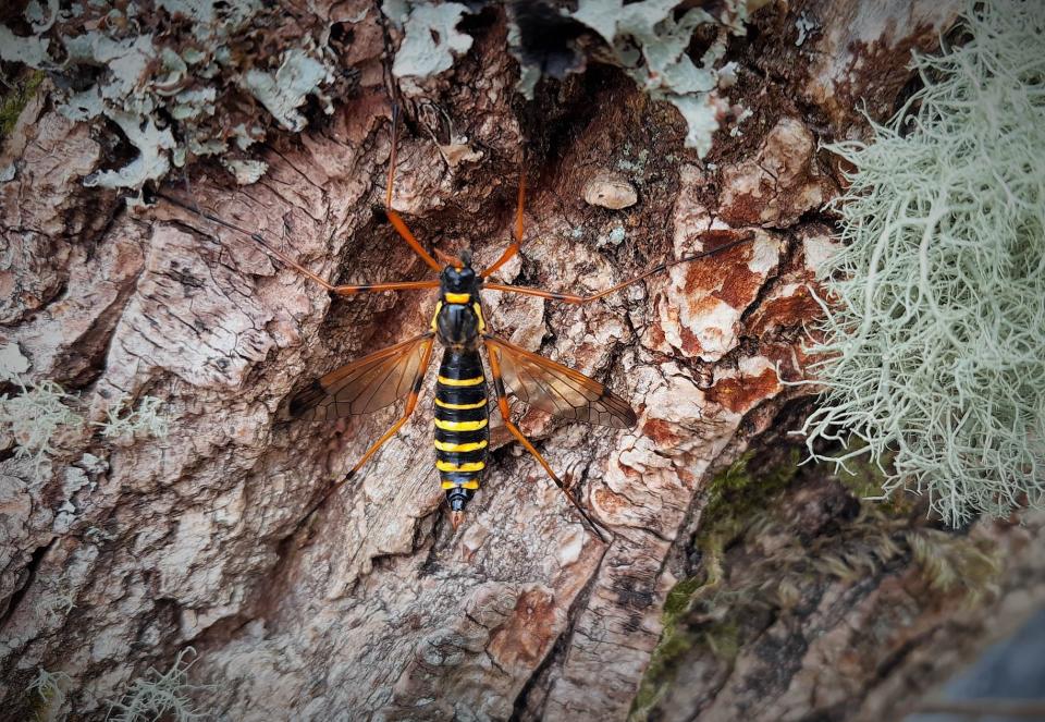 Wasp banded comb horn Paul Williams/PA)