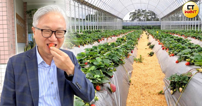 吳東昇親自代言草莓學校的無毒草莓。（圖／陳柔蓁攝）