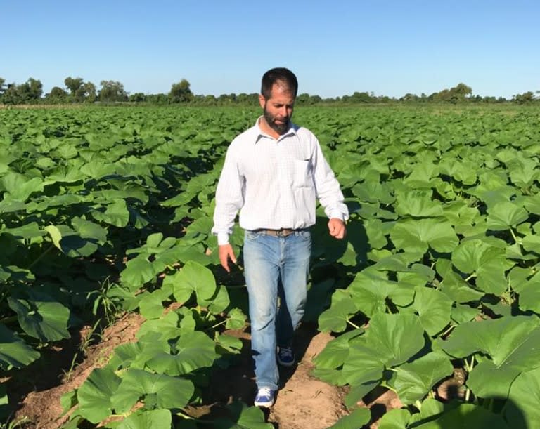 En Salta, el productor frutihortícola, Fernando Ortíz recorriendo una plantación de zapallitos