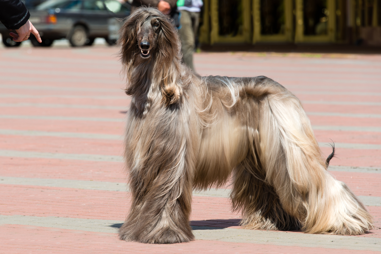 A cheerful Afghan Hound standing in a brick walkway in a park, while looking into the camera, with cars and people in the background
