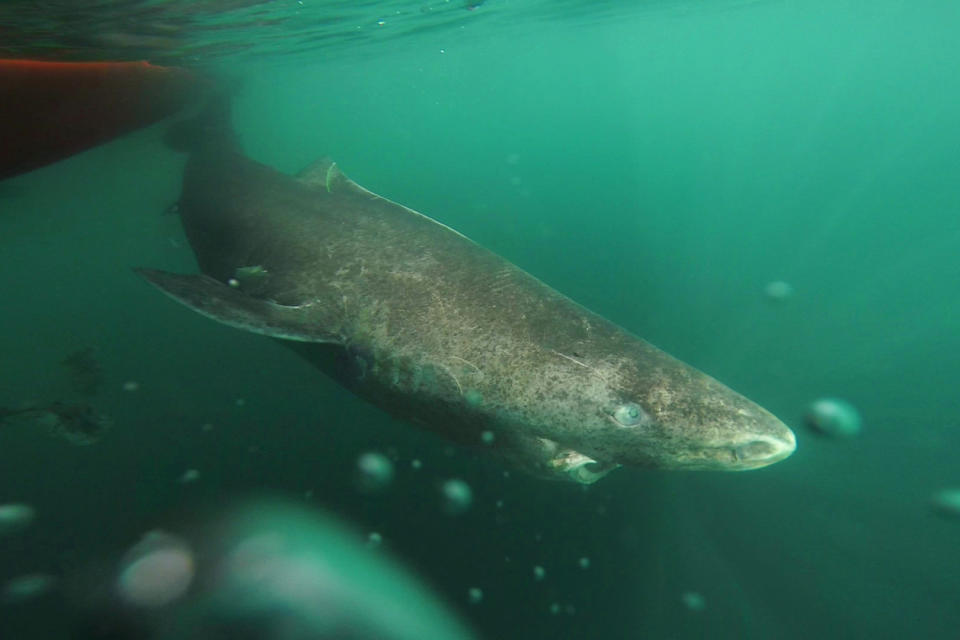 A newly tagged Greenland shark returns to the deep and cold waters of the Uummannaq Fjord in western Greenland.