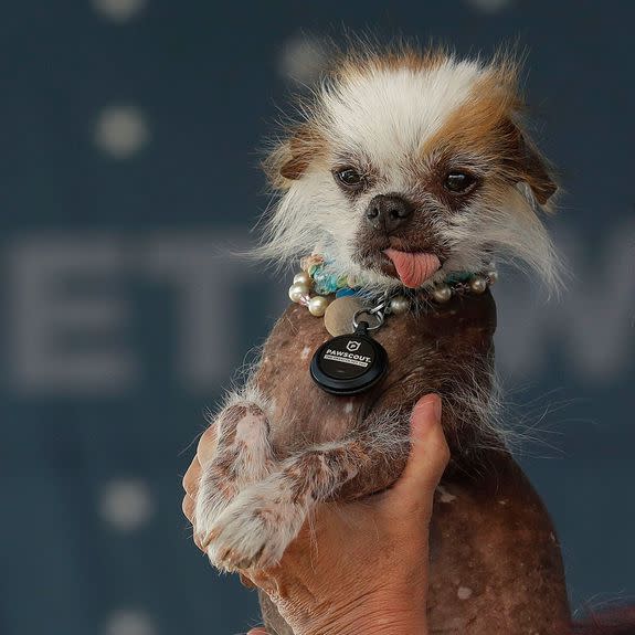 Tee Tee, a chihuahua, at the 2018 World's Ugliest Dog contest.