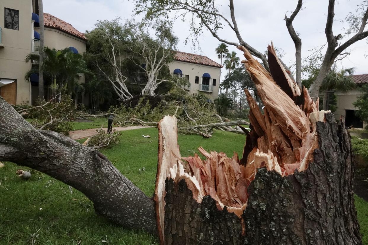 Damaged trees appear on a property after a reported tornado hit the area Sunday, April 30, 2023 in Palm Beach Gardens, Fla. (Joe Cavaretta/South Florida Sun-Sentinel via AP)