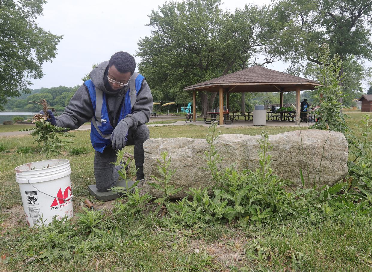 Donovan King, 16, an Akron Civic Commons ambassador, pulls weeds near the Summit Lake pavilion.